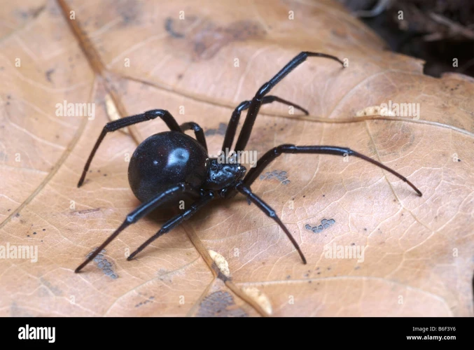 The Female Black Widow Spiders Call The Shots