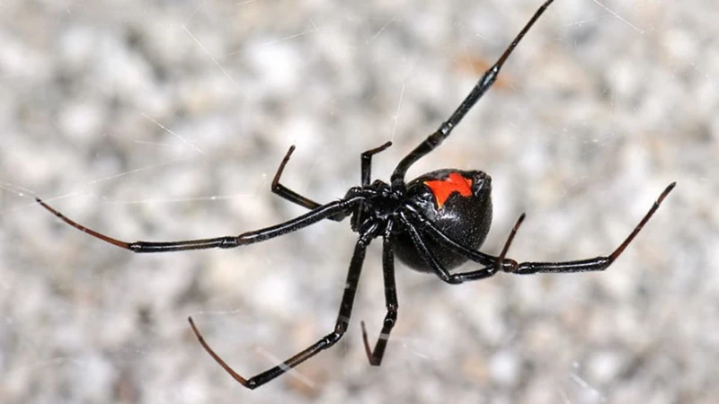 The Hunting And Feeding Behavior Of Black Widow Spiders