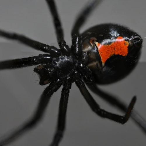 The Impact Of Climate Change On Black Widows