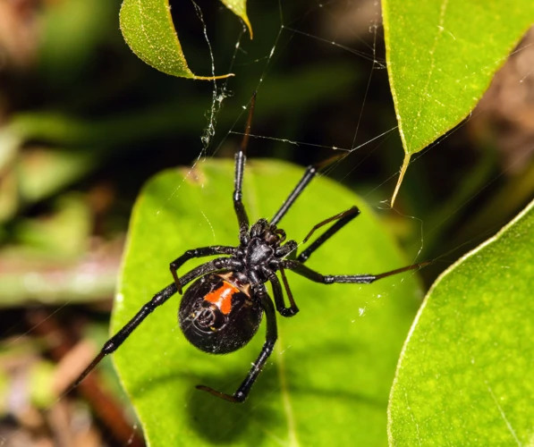 The Importance Of Aggression And Territoriality In Black Widow Spiders