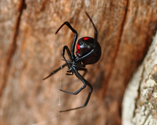 The Importance Of Prey Availability For Black Widow Spider Populations