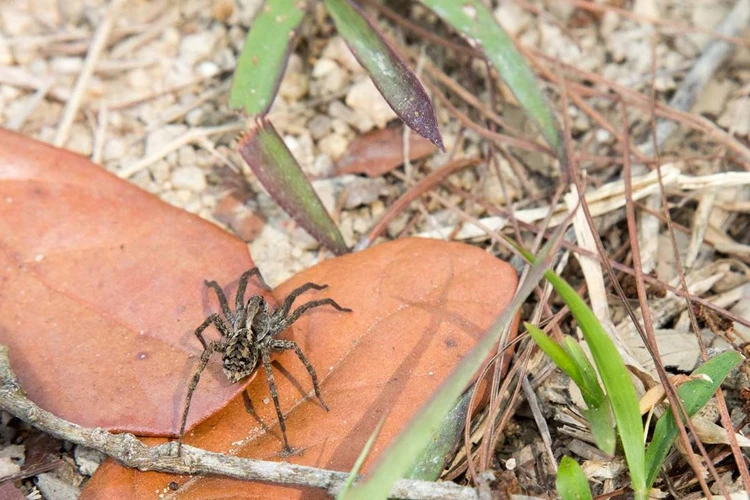 The Importance Of Wolf Spiders In Pest Control