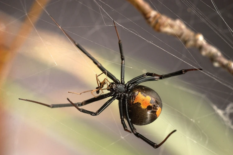 The Mating Process Of Black Widow Spiders