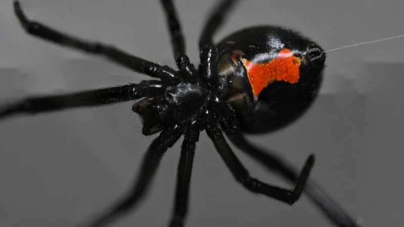 The Nature Of Black Widow Spider Territoriality