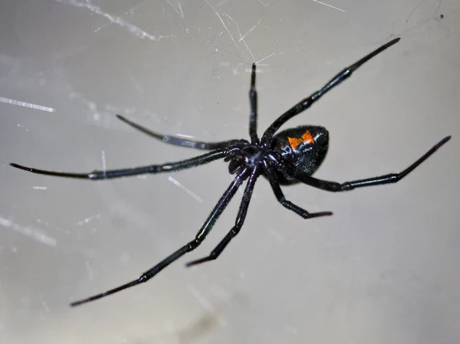 The Oral Cavity Of A Black Widow Spider