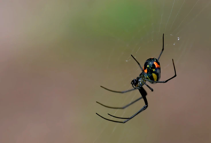 The Reality: Other Spiders Are More Poisonous