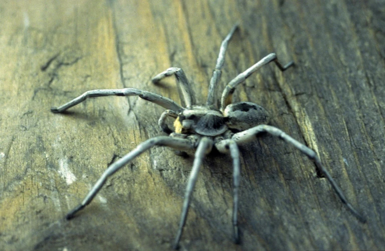 The Relationship Between Wolf Spiders And Lizards