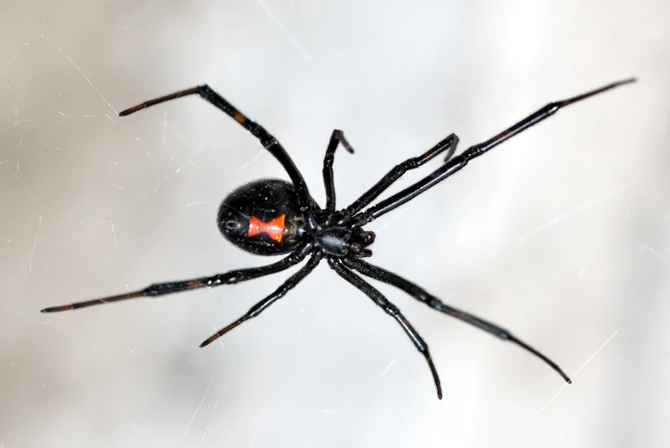 The Risks And Rewards Of Black Widow Spider Mating