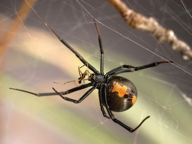 The Role Of Male Black Widow Spiders In The Species' Reproductive Success