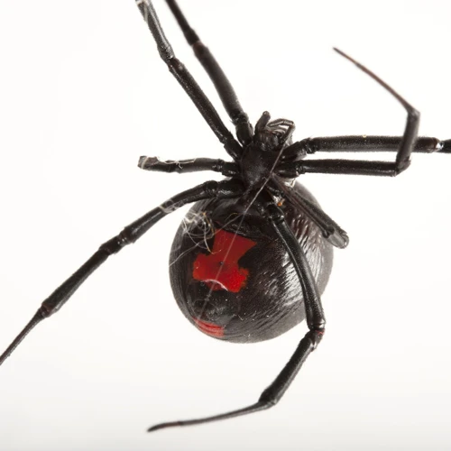 The Role Of Spiderlings In The Black Widow Community