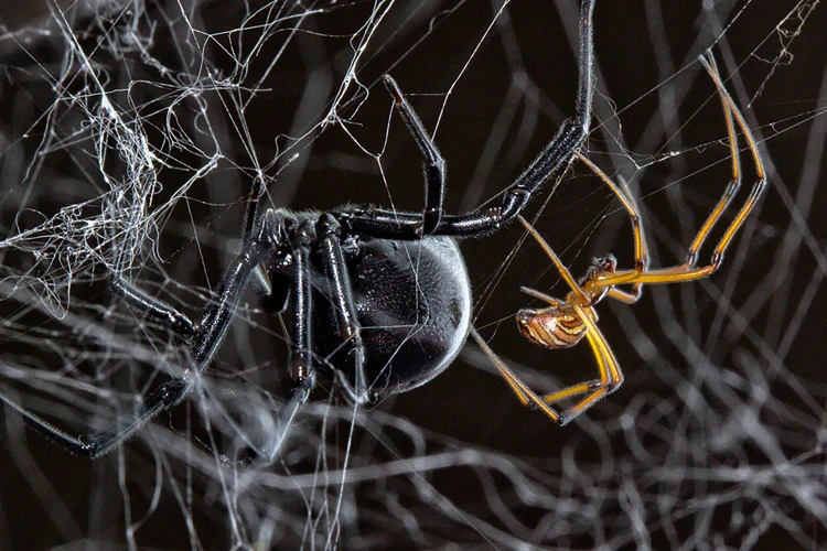 The Silk In Black Widow Spider Reproduction