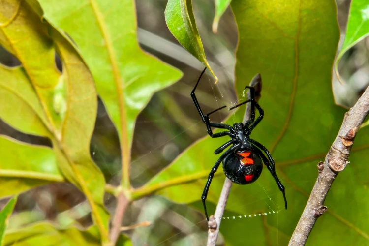 The Venom Glands Of The Black Widow Spider