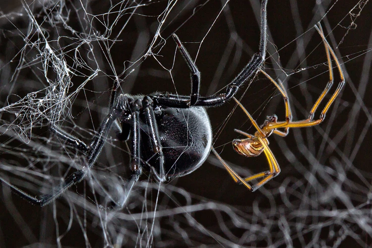 Threat Displays And Signaling In Black Widow Spider Societies