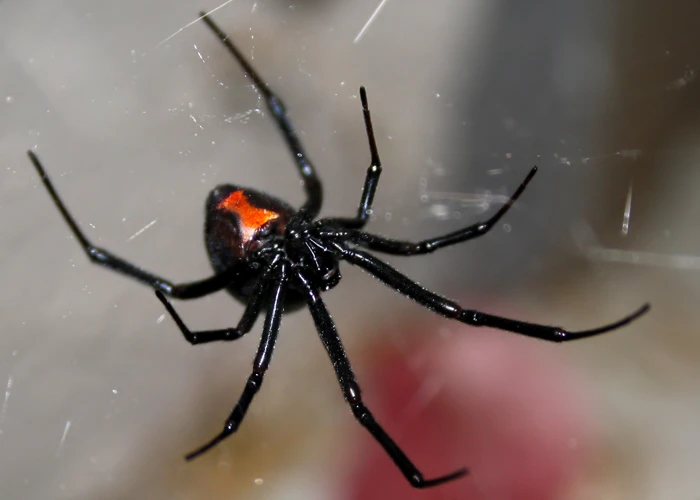 Threats To Black Widow Spider Communities