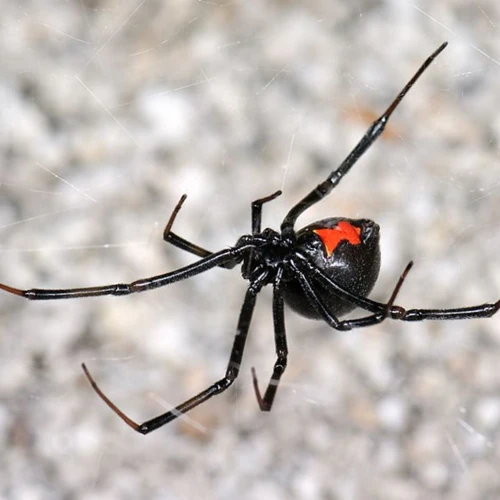 Trapping Black Widow Spiders Safely