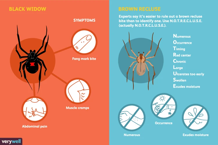 Treating Black Widow Spider Bites With Over-The-Counter Medications