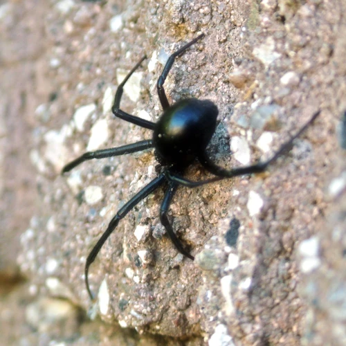 Types Of Black Widow Spider Subspecies