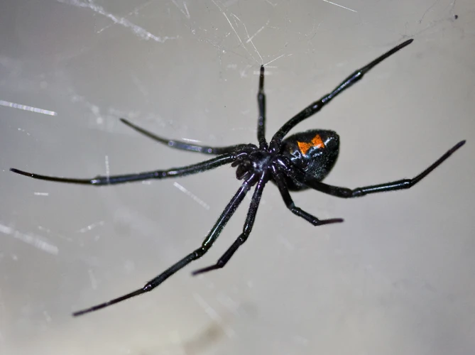 Types Of Black Widow Spiders