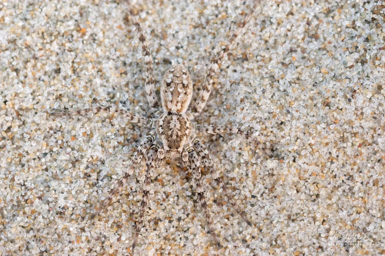 Types Of Camouflage Wolf Spiders Use