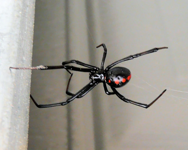 Types Of Social Parasites That Target Black Widow Spiders