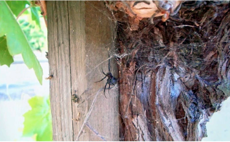 Understanding Black Widow Spiders' Territorial Behavior