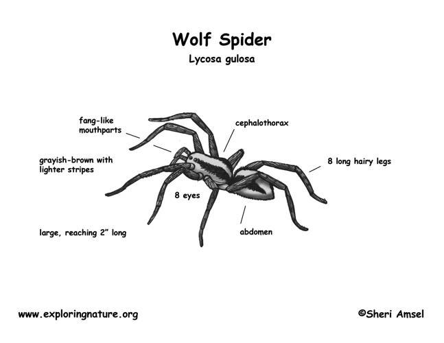 Understanding Wolf Spider Anatomy