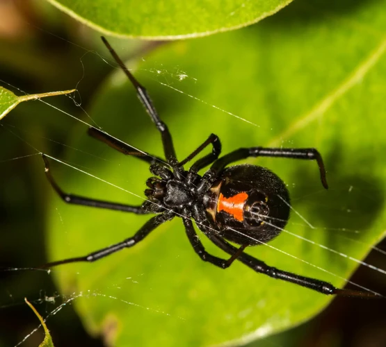 Venom Development In Black Widow Spiders