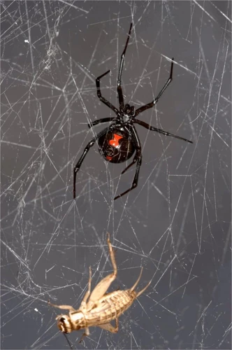 Web-Building Patterns Of Black Widows