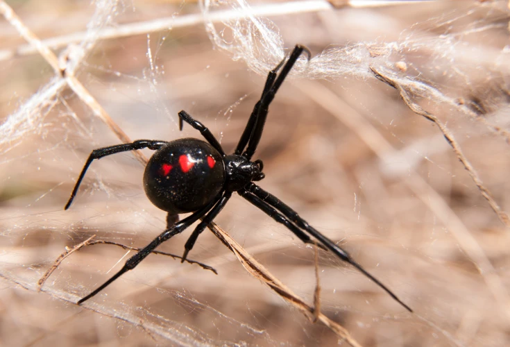 Web-Building Techniques Of Black Widow Spiders