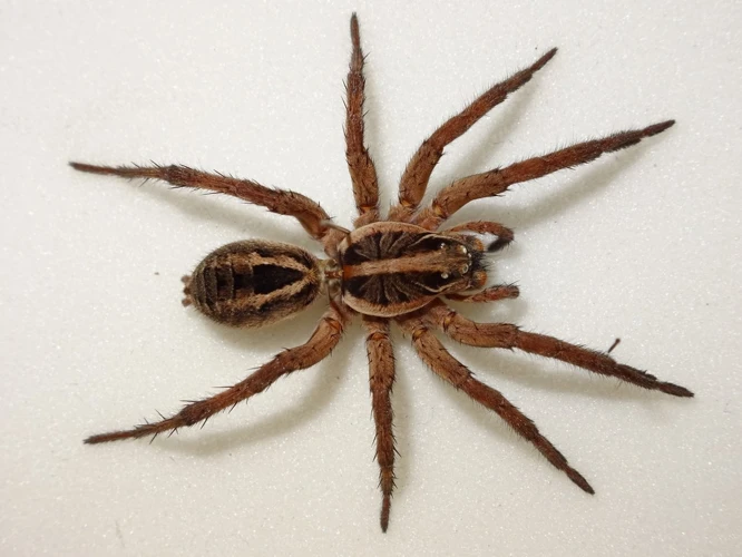 What Are Wolf Spiders?