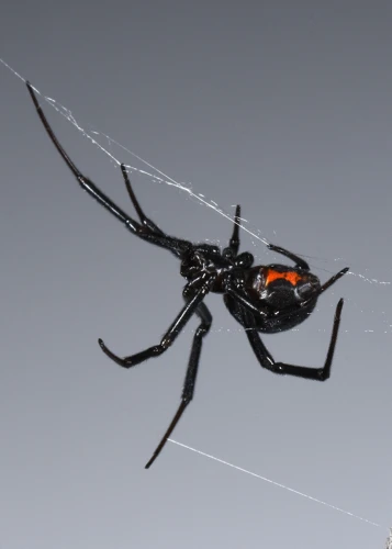 What Black Widow Spiders Eat