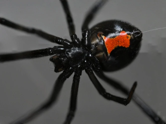 What Is Black Widow Spider Territoriality?