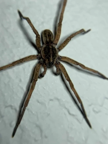 What Is Considered Large For A Wolf Spider?