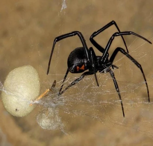 What Is Egg Cannibalism In Black Widow Spiders?