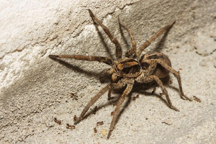 What Is Wolf Spider Venom?