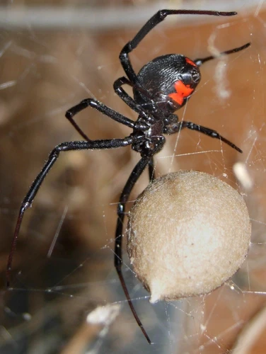 What To Do If You Find Black Widow Egg Sacs?