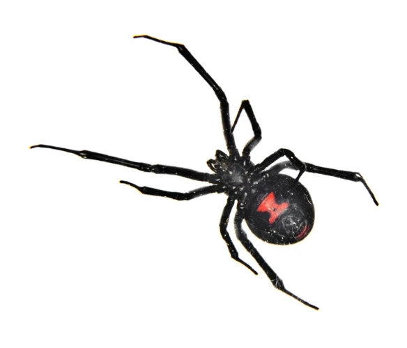 When To Search For Black Widow Spiders