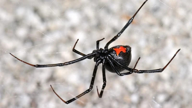 Where Do Black Widow Spiderlings Live?