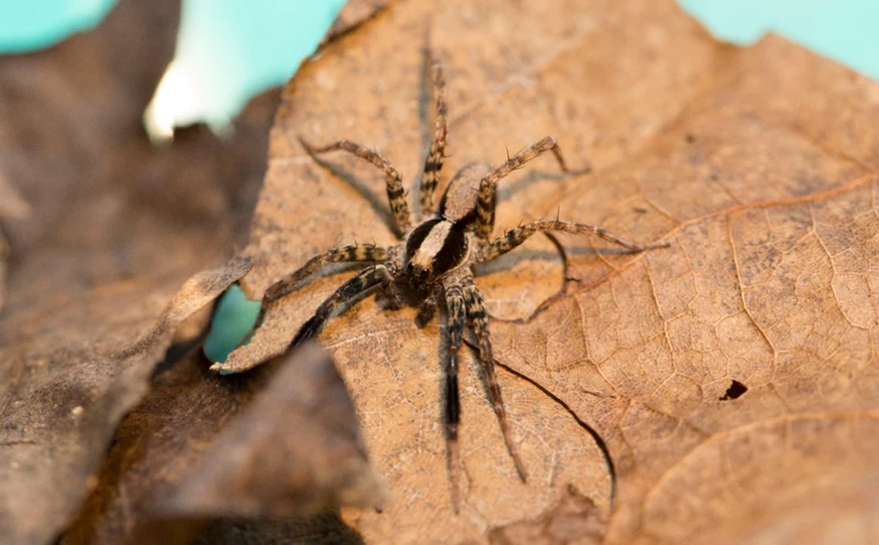 Why Are Wolf Spider Hybrids Important?