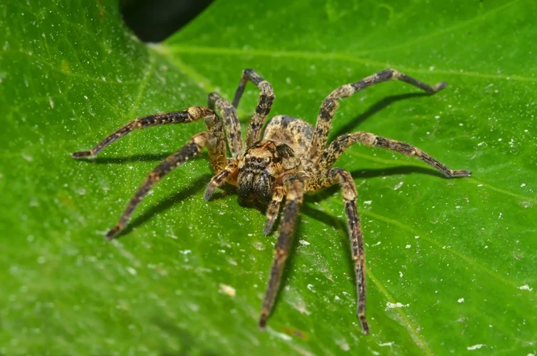 Why Are Wolf Spiders Affected By Deforestation?