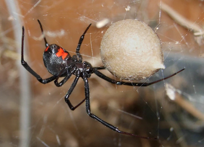Why Black Widow Spiders Hide In Outdoor Furniture