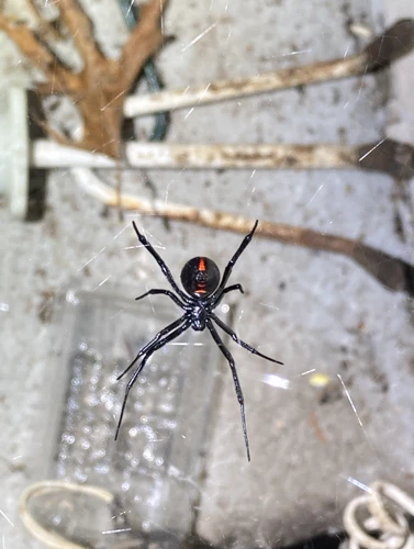 Why Landscaping Materials Attract Black Widow Spiders