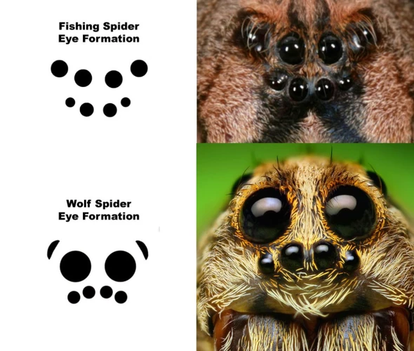 Why Not To Rely On Eye Size To Determine Wolf Spider'S Size?