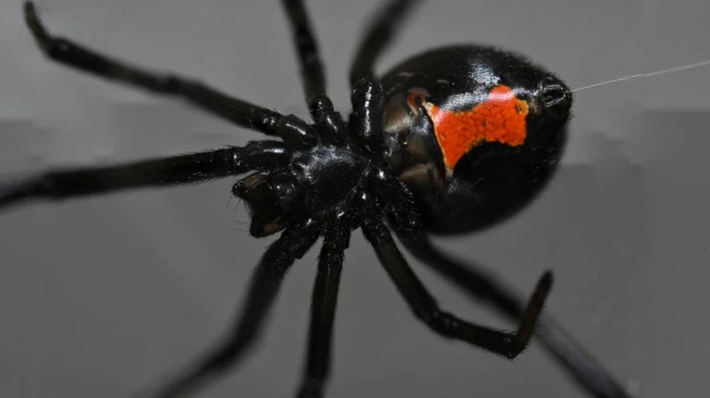 Why You Don'T Want Black Widow Spiders