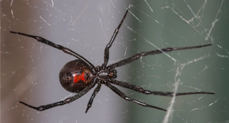 Why You Don'T Want Black Widow Spiders In Your Home