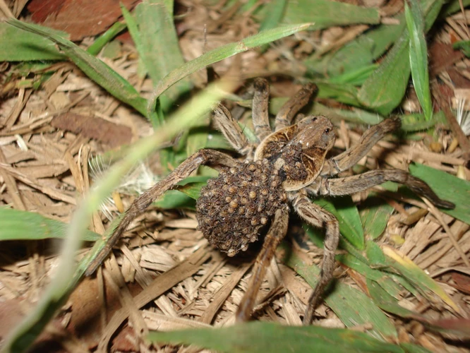 Wolf Spider Parental Care Basics