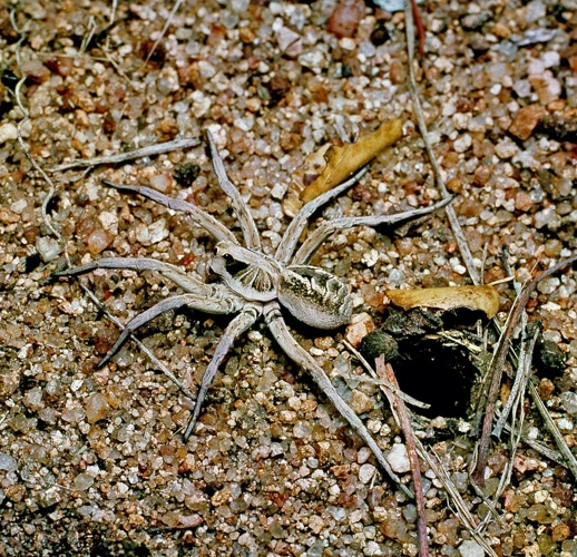 Wolf Spiders In South America